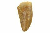 Serrated, Raptor Tooth - Real Dinosaur Tooth #186117-1